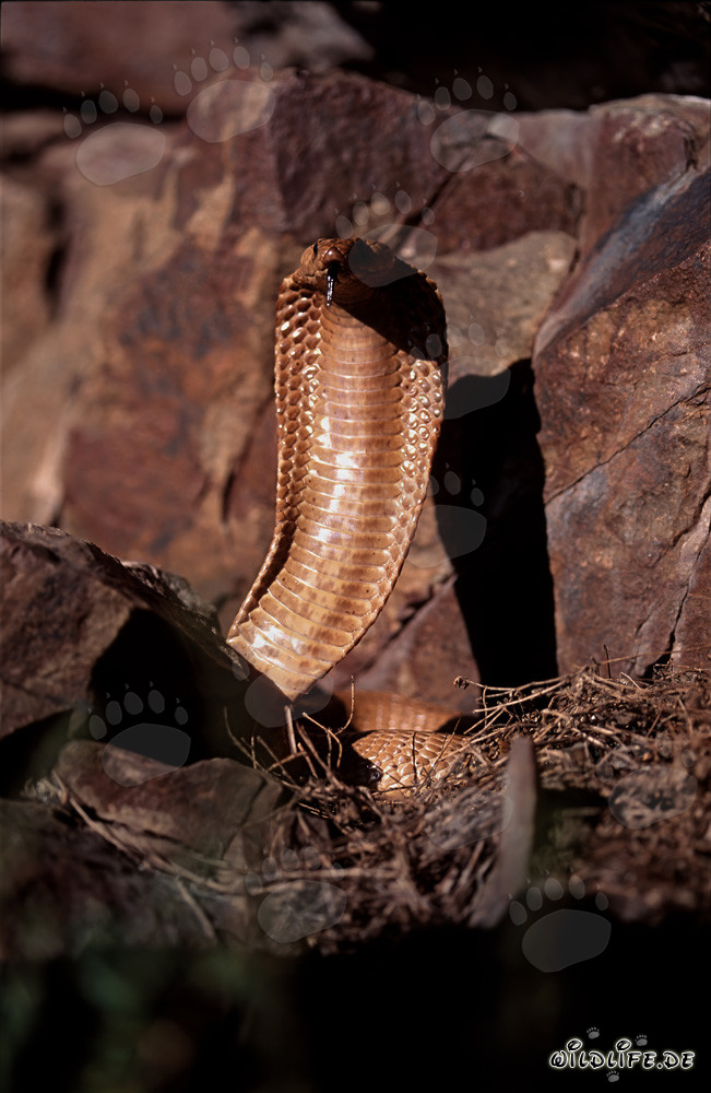 Cobra del Capo irritata eretta sulle montagne di Gansbaai, Sudafrica