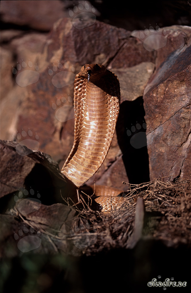Gereizte aufgerichtete Kapkobra in den Gansbaai Mountains, Südafrika