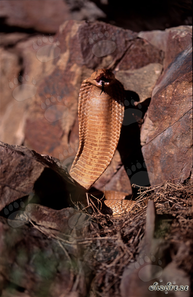 Cobra del Cabo amenazante en las montañas de Gansbaai, Sudáfrica