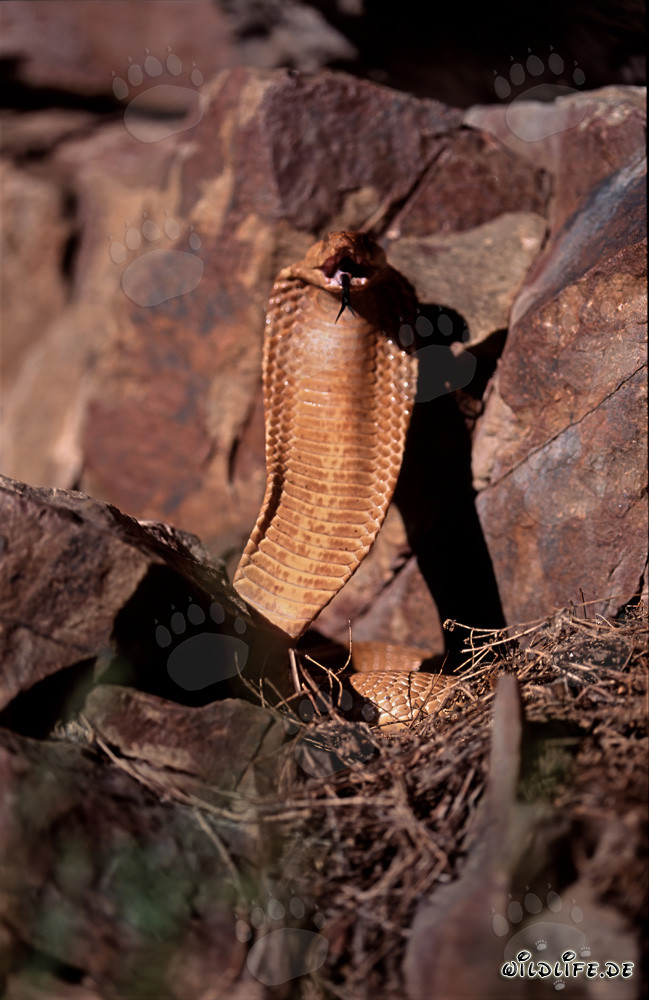 Cobra du Cap menaçante dans les montagnes de Gansbaai, Afrique du Sud