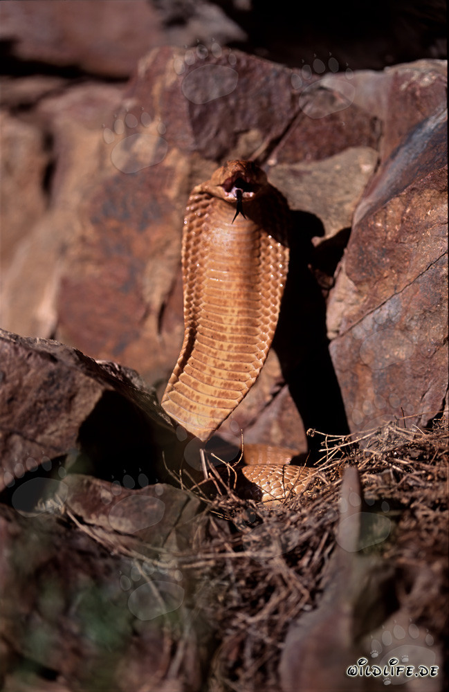 Drohende Kapkobra in den Gansbaai Mountains, Südafrika