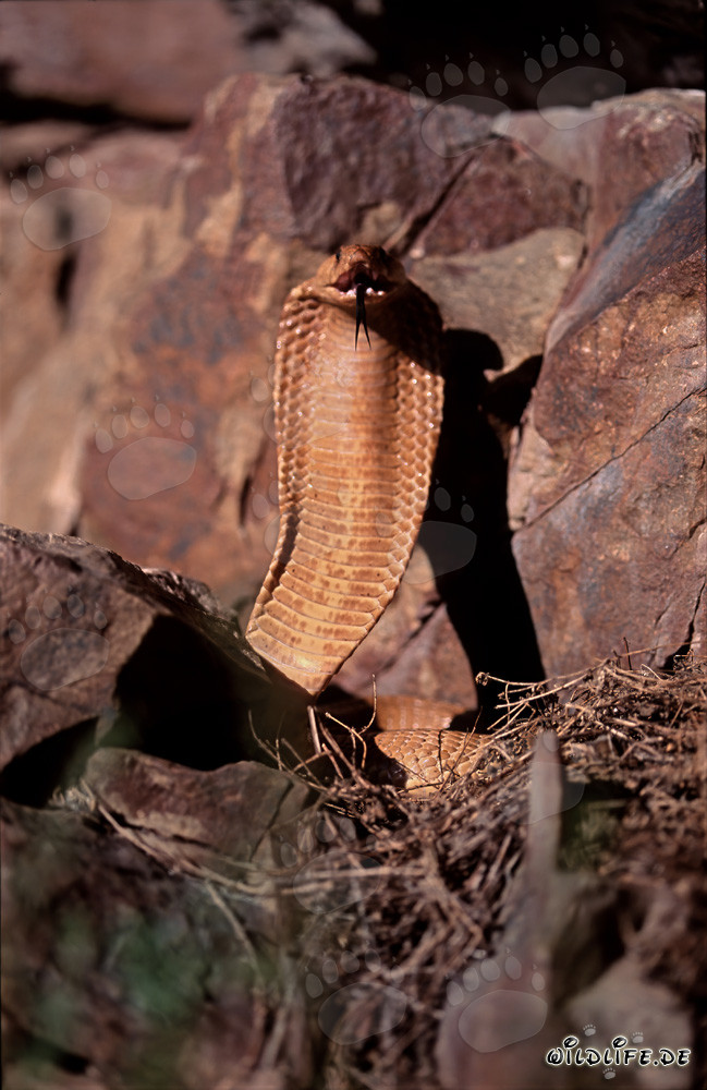 Impending Cape Cobra on a Mountain Slope in the Western Cape, South Africa