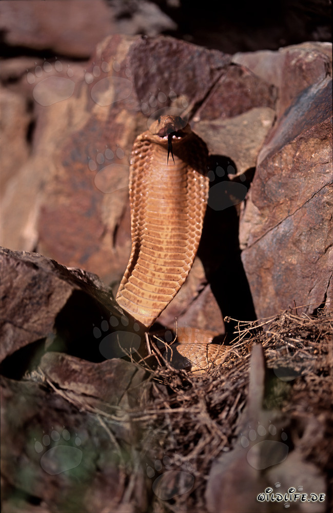 Cobras du Cap menaçantes sur la pente de la montagne dans le Cap occidental, Afrique du Sud