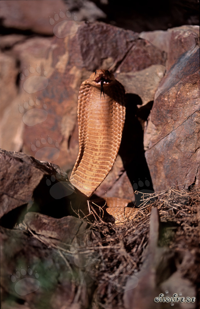 Cobra del Capo minacciosa sul pendio della montagna nel Capo Occidentale, Sudafrica