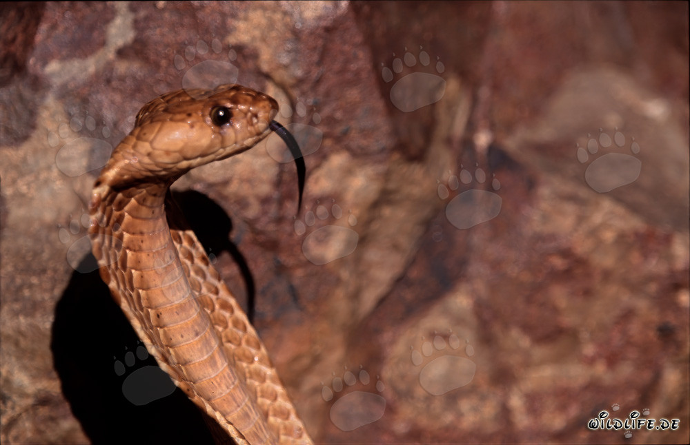 Majestic Cape Cobra in the Gansbaai Mountains