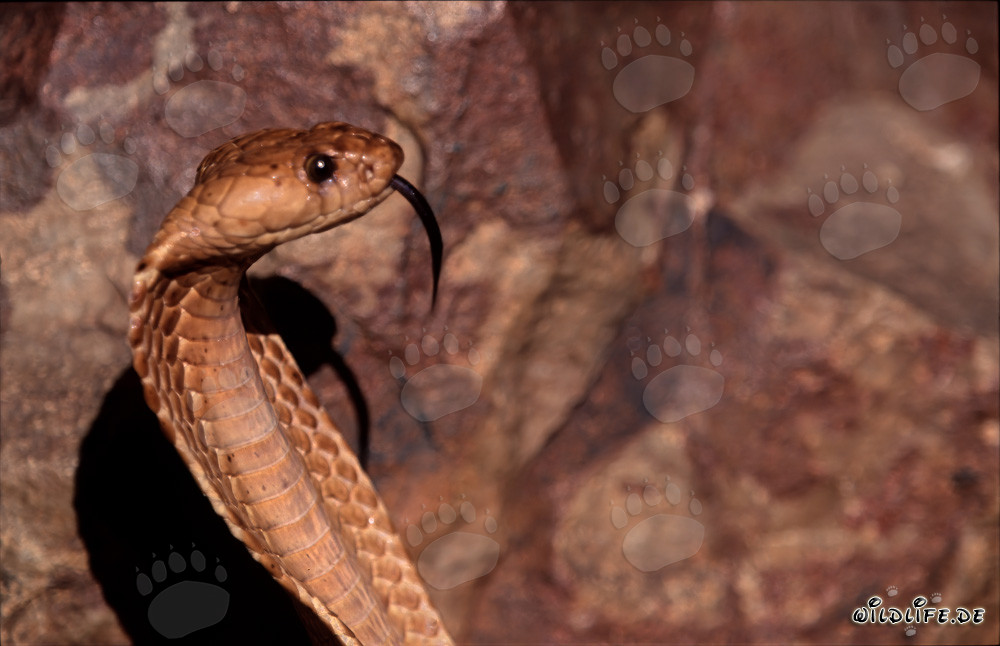 Cobra del Cabo majestuosa en las montañas de Gansbaai