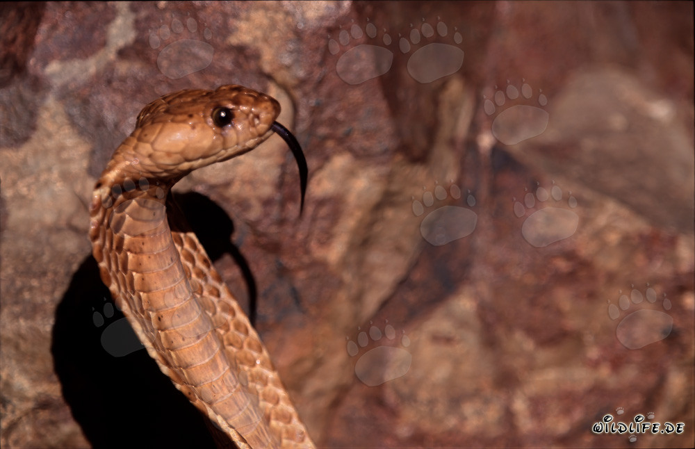 Cobra del Capo maestosa sulle montagne di Gansbaai