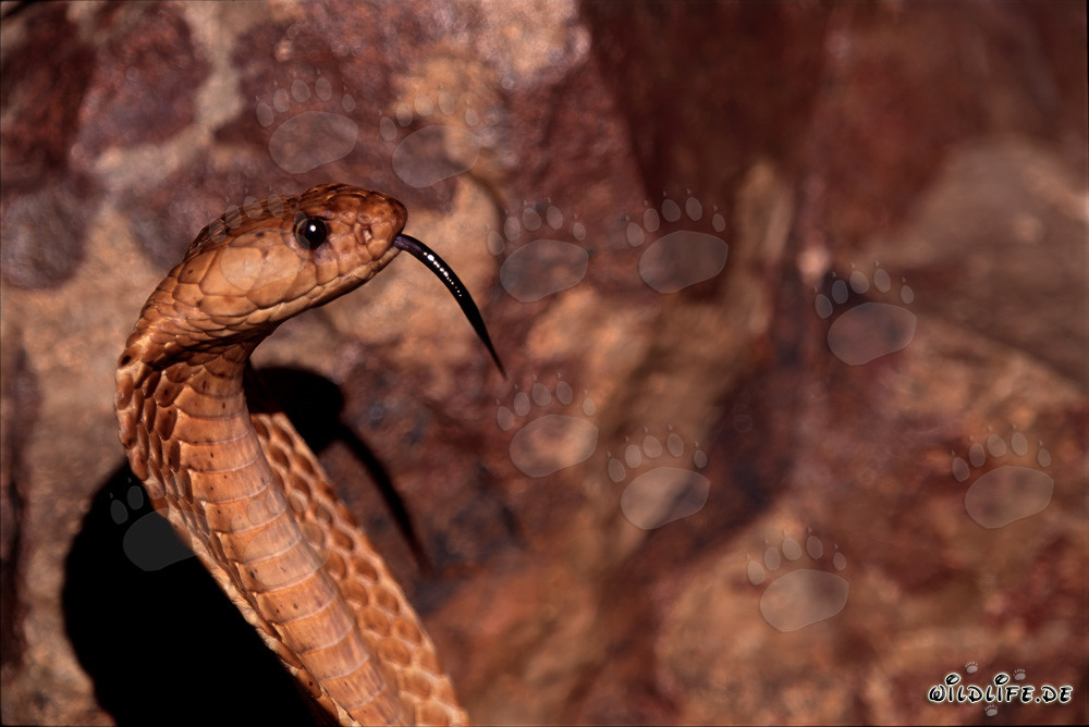 Impressive portrait of a Cape Cobra