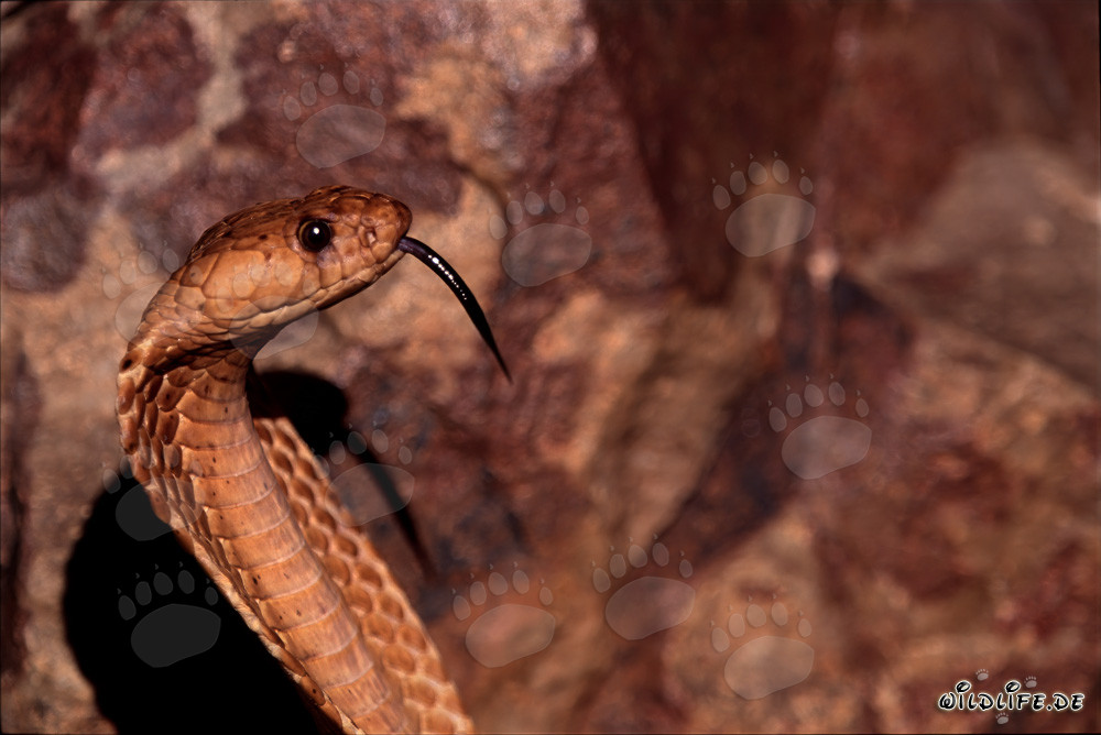 Retrato imponente de una cobra del Cabo