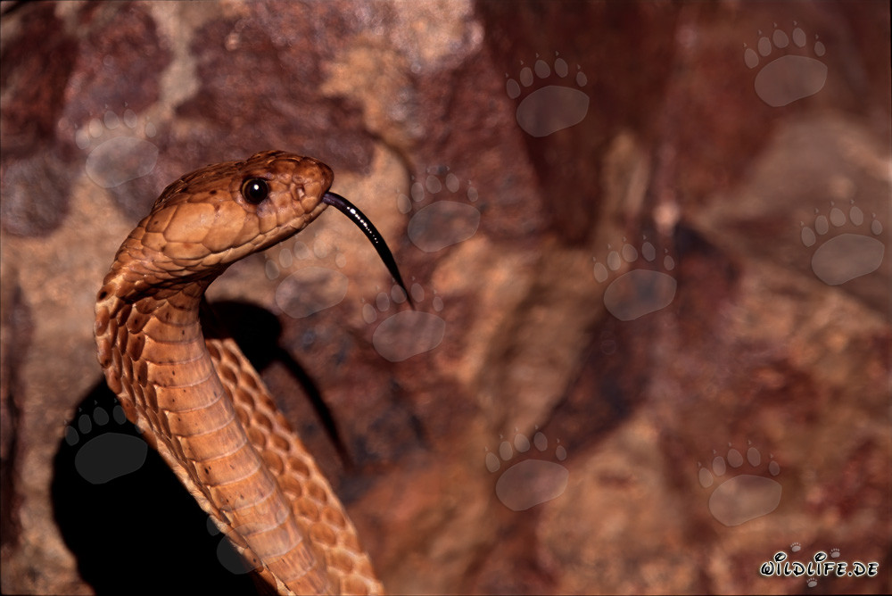 Portrait imposant d'un cobra du Cap
