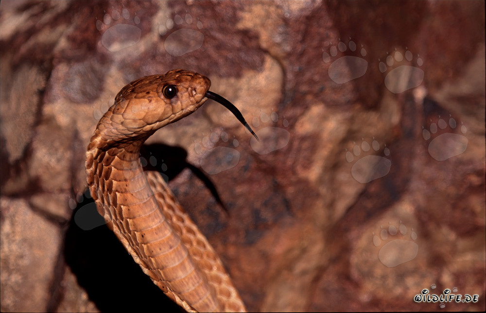 Fascinating Character Head of the Cape Cobra