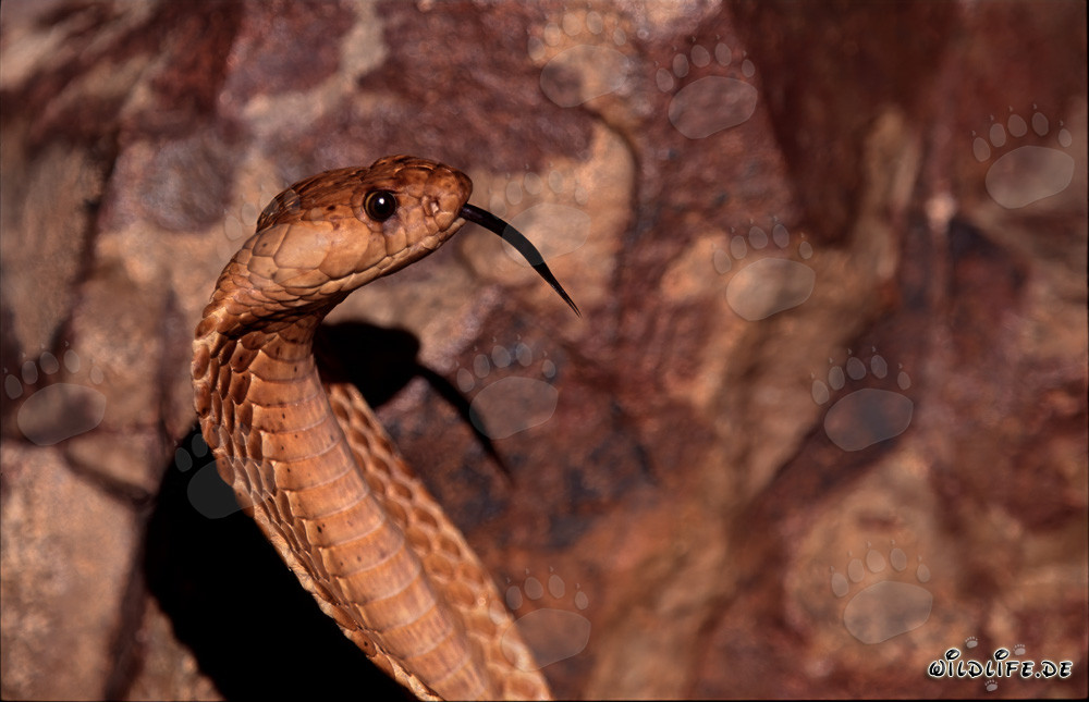 Cabeza de carácter fascinante de la cobra del Cabo