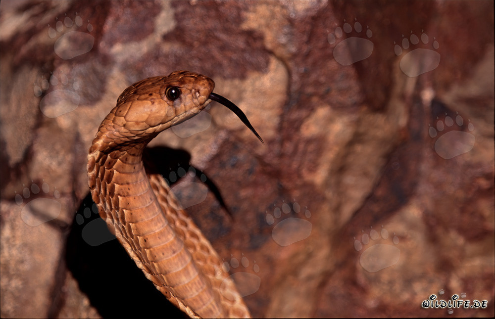 Tête de caractère fascinante du cobra du Cap