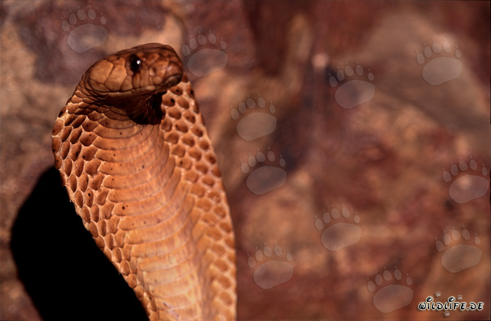 La peligrosa belleza de la cobra del Cabo
