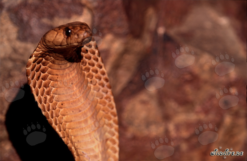 La pericolosa bellezza del cobra del Capo