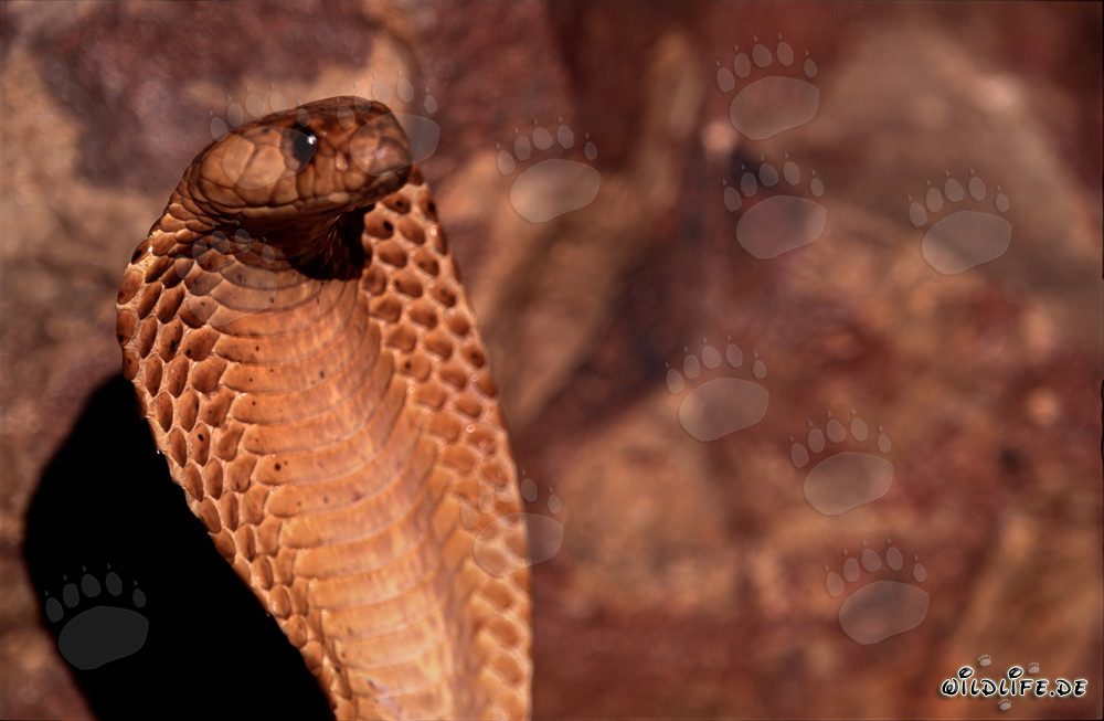 La beauté dangereuse du cobra du Cap