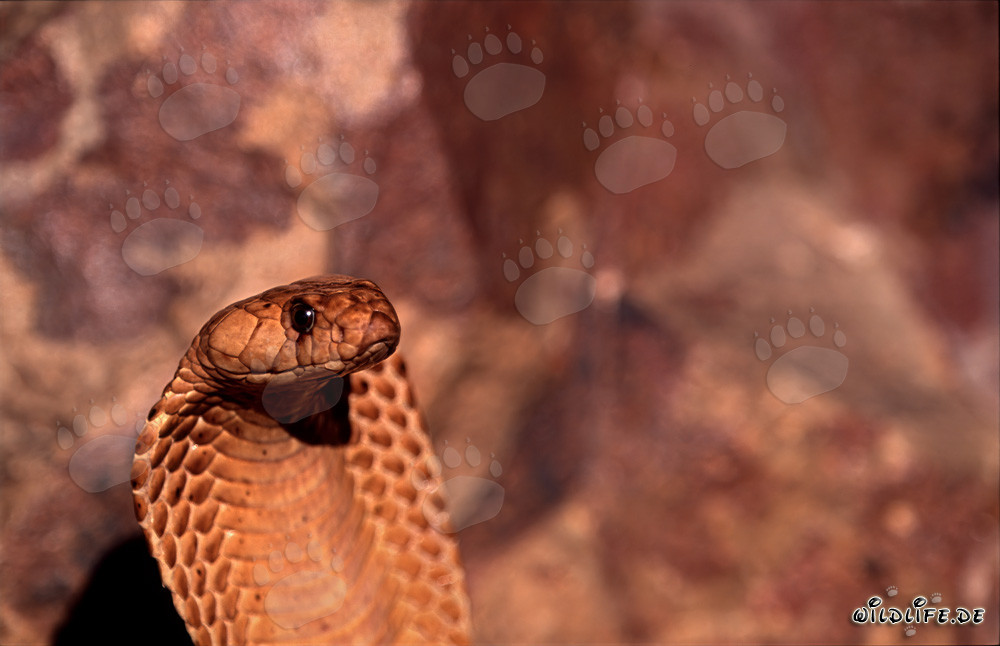 Portrait of a Cape Cobra (Naja nivea)