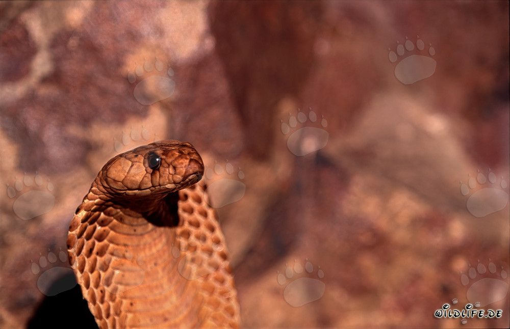 Retrato de una cobra del Cabo (Naja nivea)