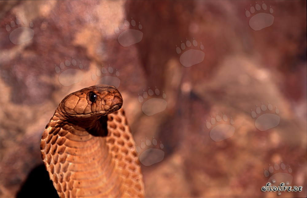 Ritratto di un cobra del Capo (Naja nivea)