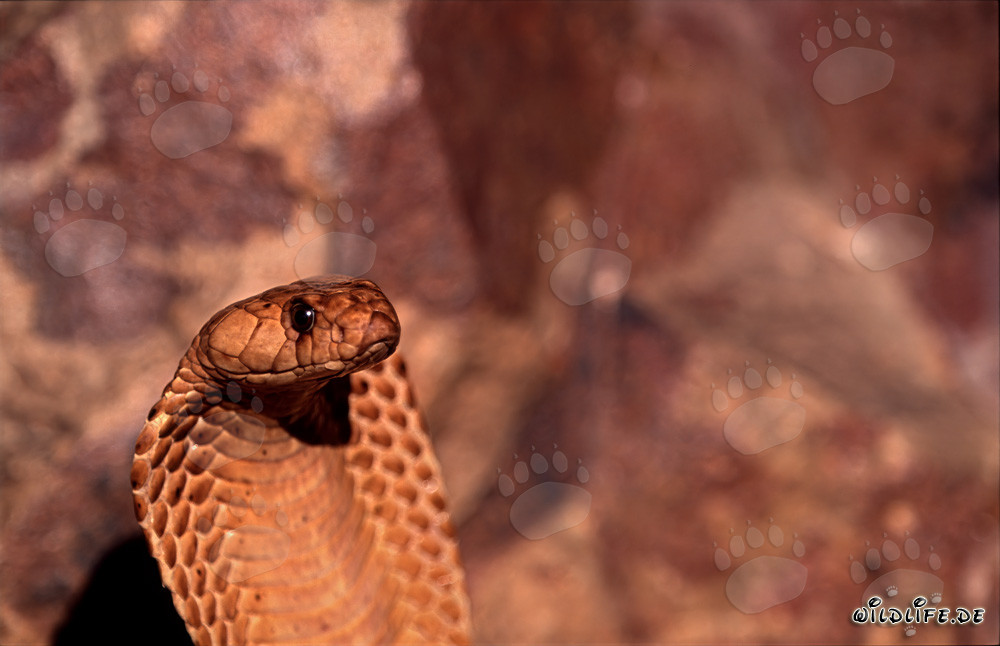 Portrait d'un cobra du Cap (Naja nivea)