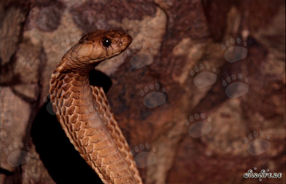 Fascination Cape Cobra in the Gansbaai Mountains