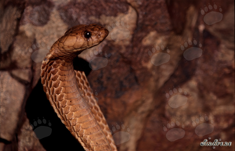 Fascination du cobra du Cap dans les montagnes de Gansbaai