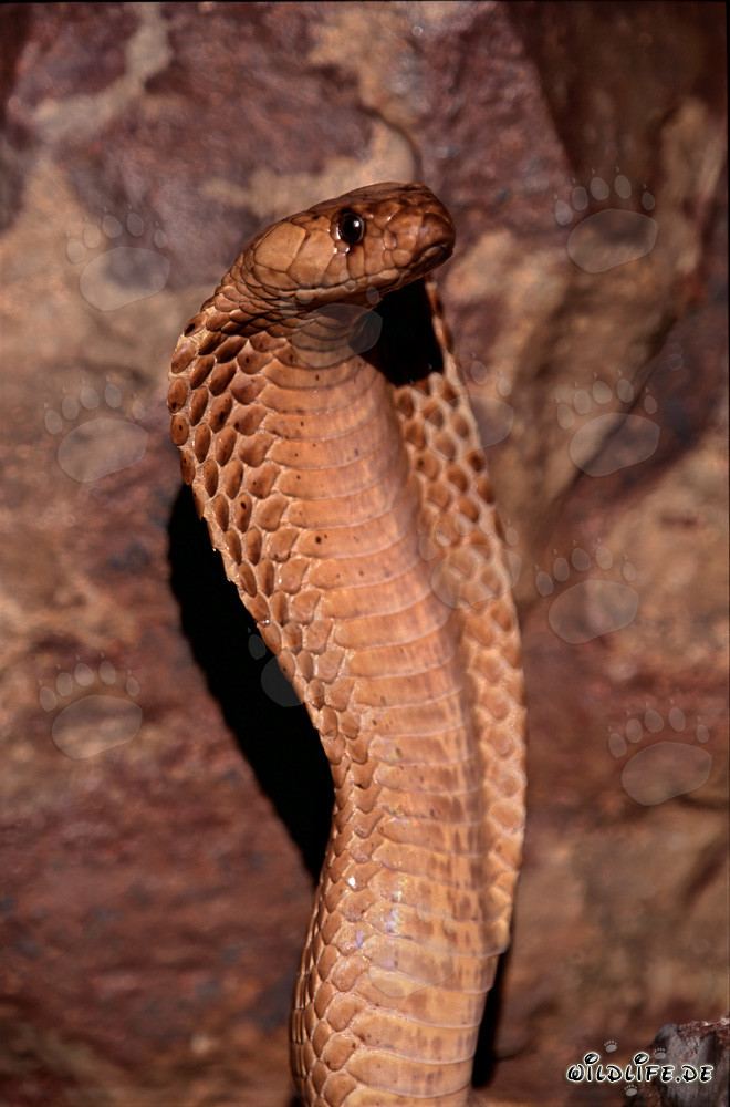 Fascinating Cape Cobra in the Gansbaai Mountains