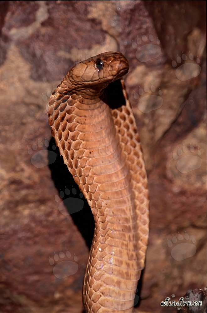 Fascinante Cobra del Cabo en las montañas de Gansbaai
