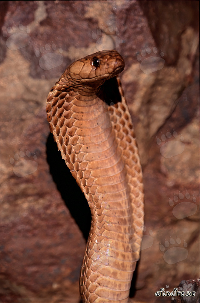 Affascinante Cobra del Capo nelle montagne di Gansbaai
