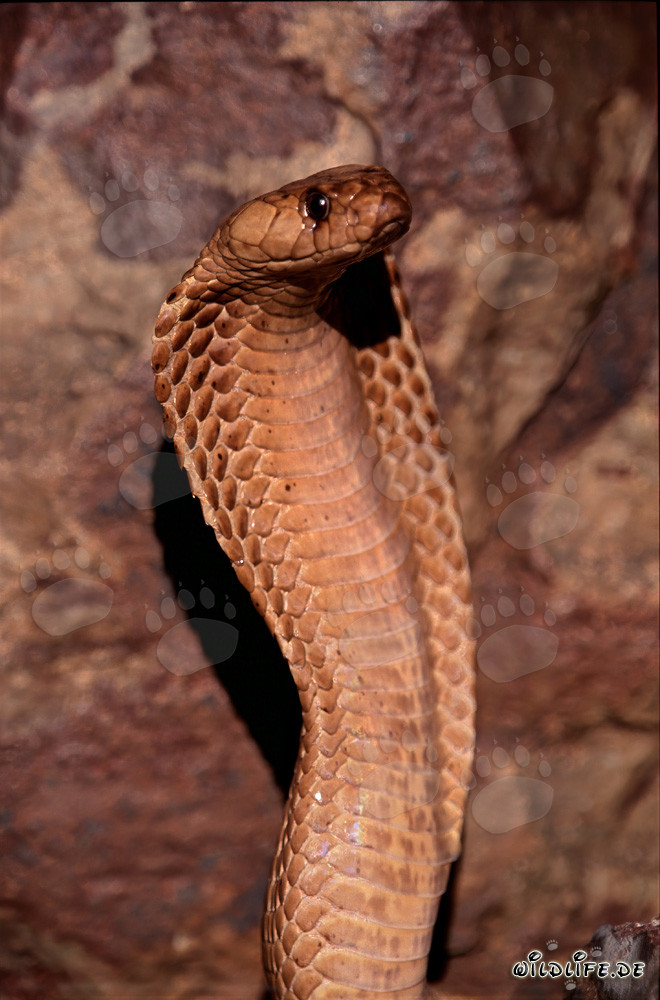 Cobra du Cap fascinante dans les montagnes de Gansbaai