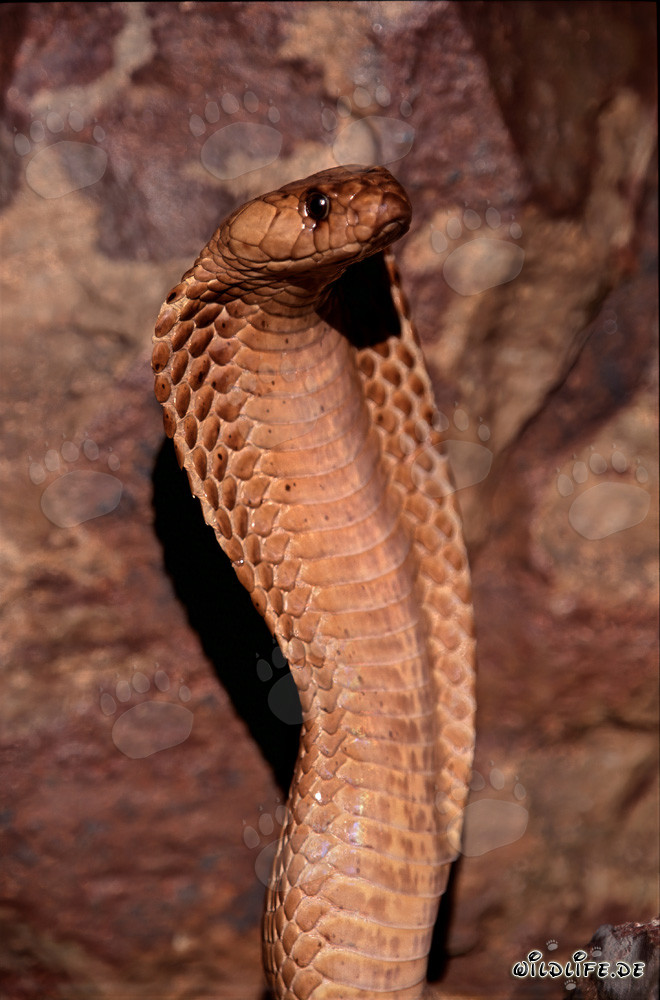 Faszinierende Kapkobra in den Gansbaai Mountains