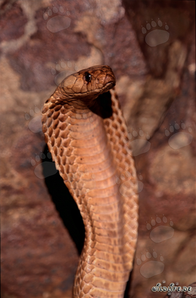 Majestic Cape Cobra in the Gansbaai Mountains, South Africa