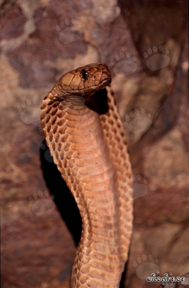 Cobra del Cabo majestuosa en las montañas de Gansbaai, Sudáfrica