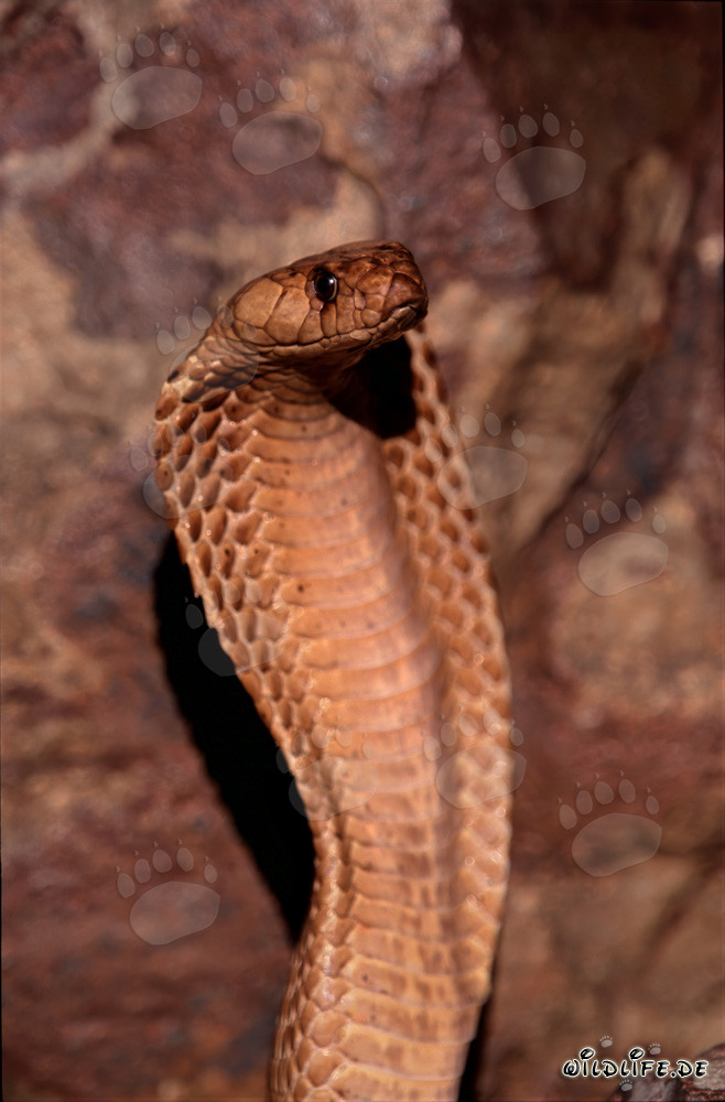 Cobra del Capo maestosa sulle montagne di Gansbaai, Sudafrica