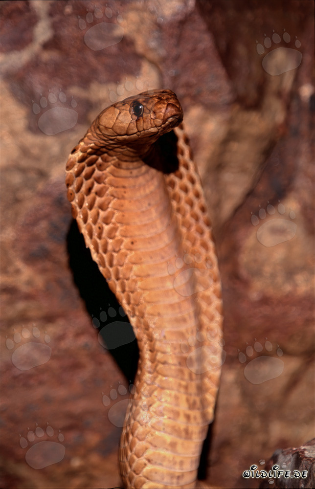 Il affascinante cobra del Capo: Naja nivea nella natura del Capo Occidentale