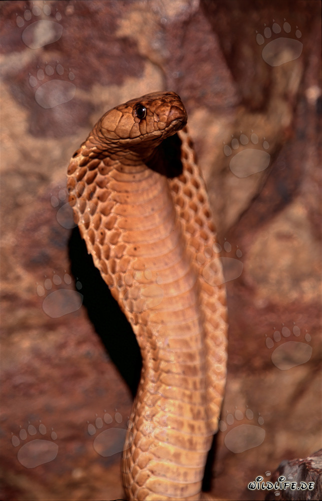 Le fascinant cobra du Cap : Naja nivea dans la nature sauvage du Cap-Occidental