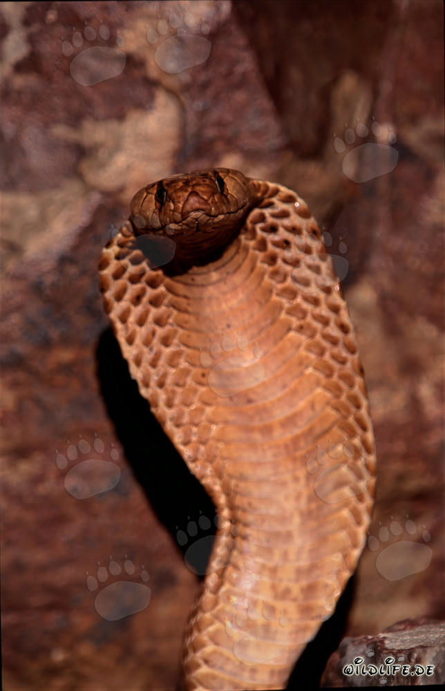 The mesmerizing gaze of the Cape Cobra (Naja nivea)