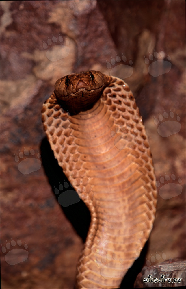 La fascinante mirada de la cobra del Cabo (Naja nivea)