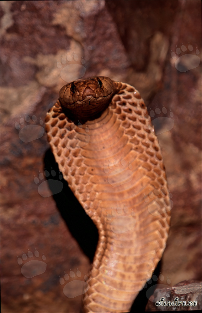 Le regard fascinant du cobra du Cap (Naja nivea)