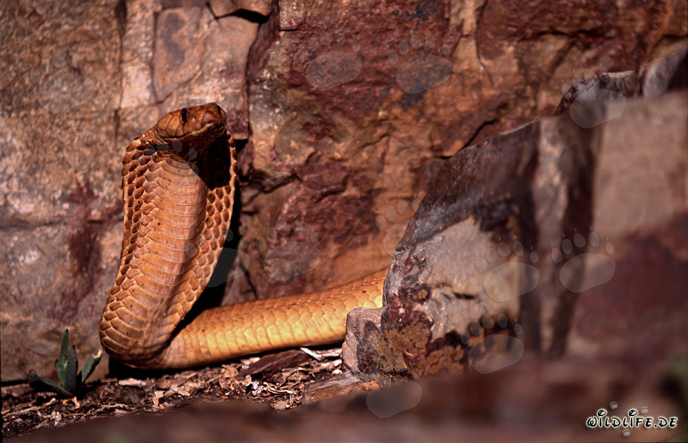 Observational Cape Cobra