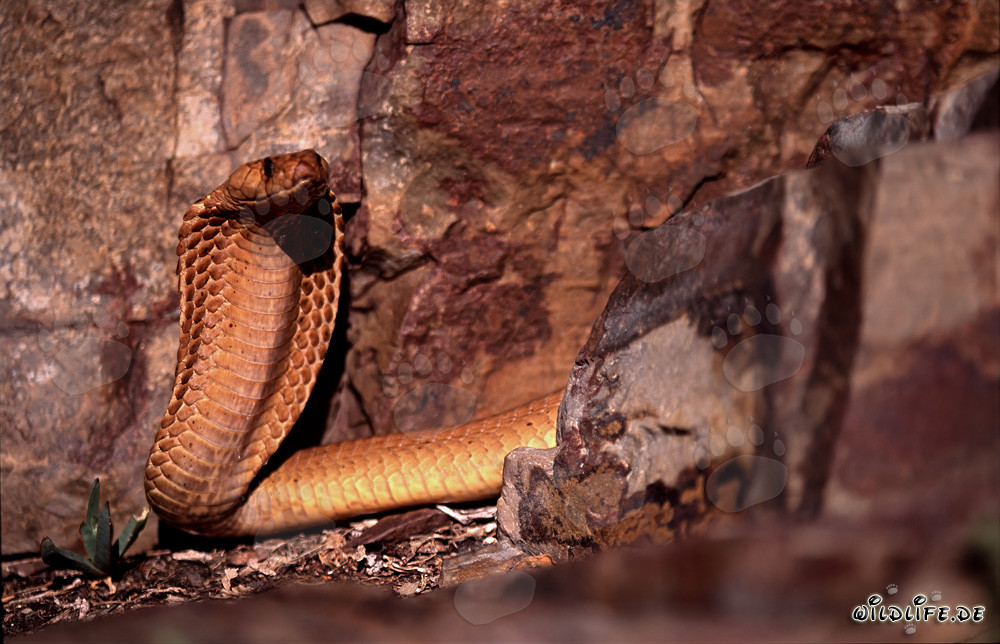 Cobra del Cabo observadora