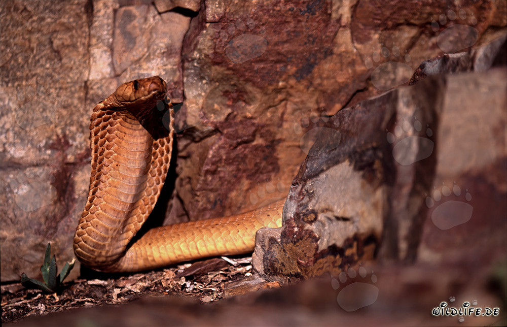 Cobra del Capo osservatrice