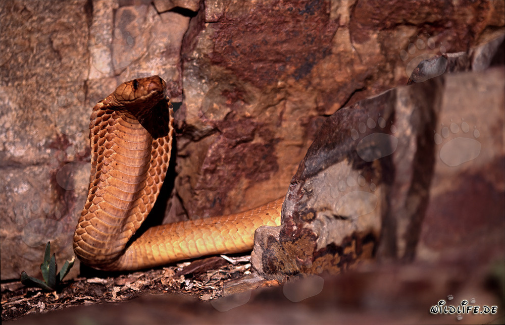 Cobra du Cap observatrice