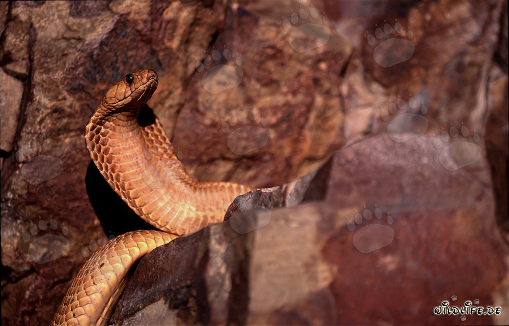 Cobra del Cabo Dorada en la naturaleza de Western Cape