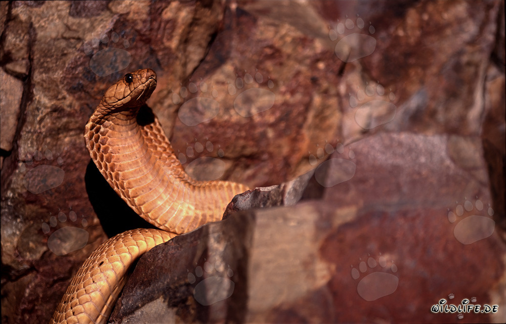 Cobra del Capo dorata nella natura del Western Cape