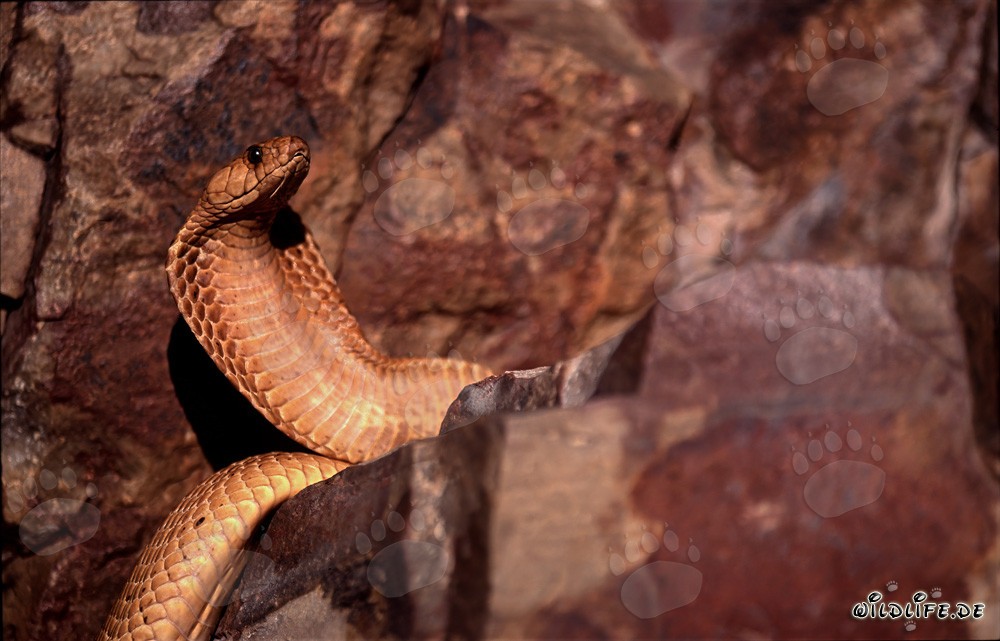 Cobra du Cap dorée dans la nature du Cap-Occidental