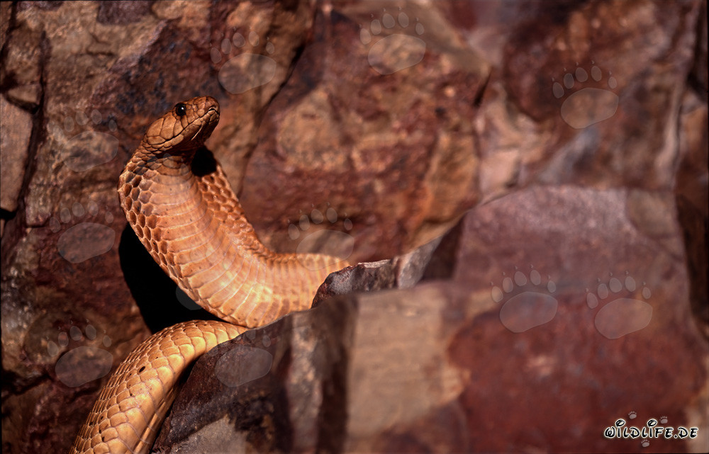 Goldene Kapkobra in der Natur des Western Cape