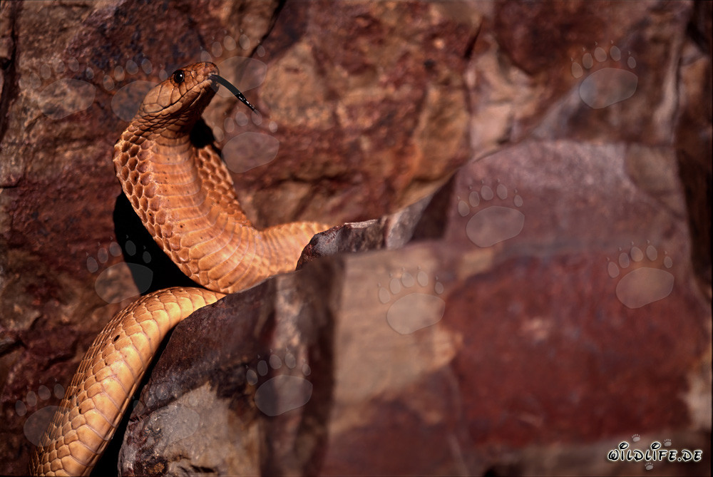 Striking Cape Cobra (Naja nivea)