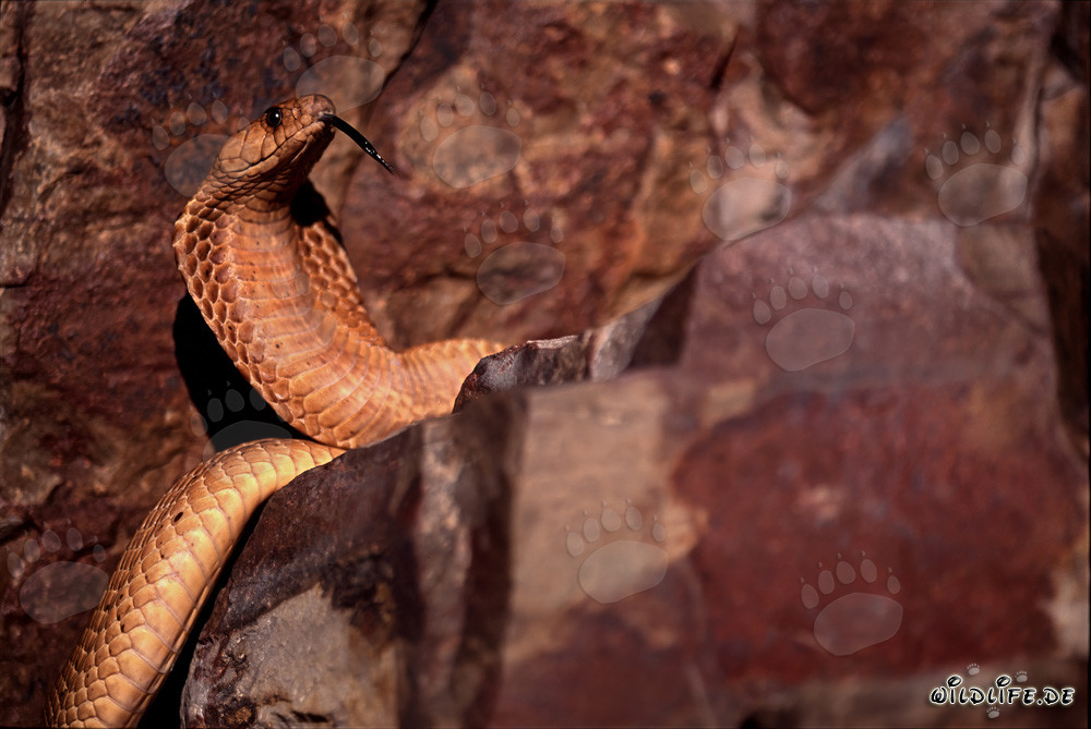 Cobra del Cabo "Dorada" que se estrecha