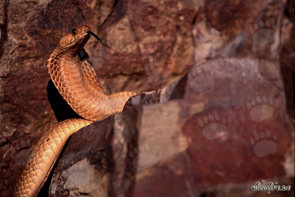 Cobra del Capo "Dorata" che si stringe